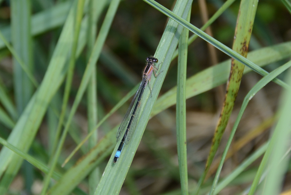 Ischnura elegans ?   S